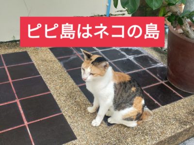ピピ島のニャンコたちが….