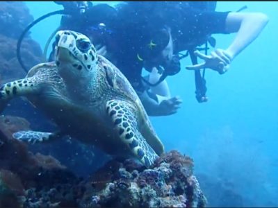 体験ダイビングでウミガメとシ・ア・ワ・セ